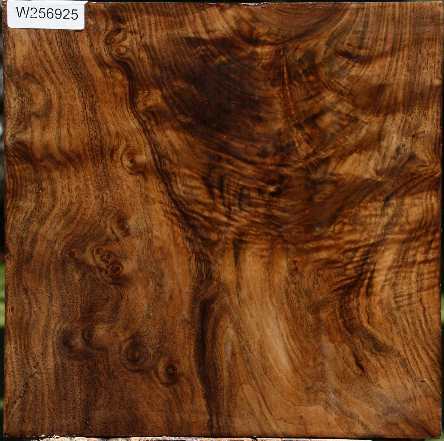 Extra Fancy Claro Walnut Bowl Blank