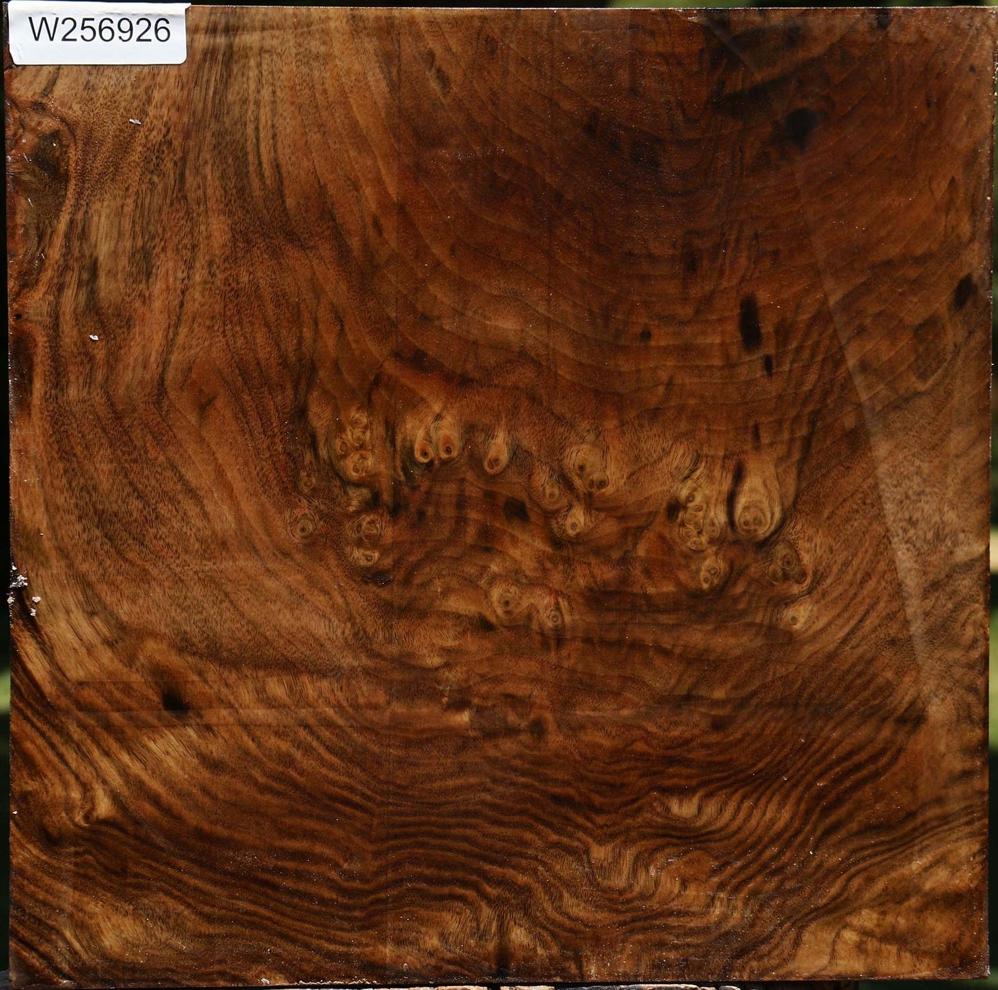 Extra Fancy Claro Walnut Bowl Blank