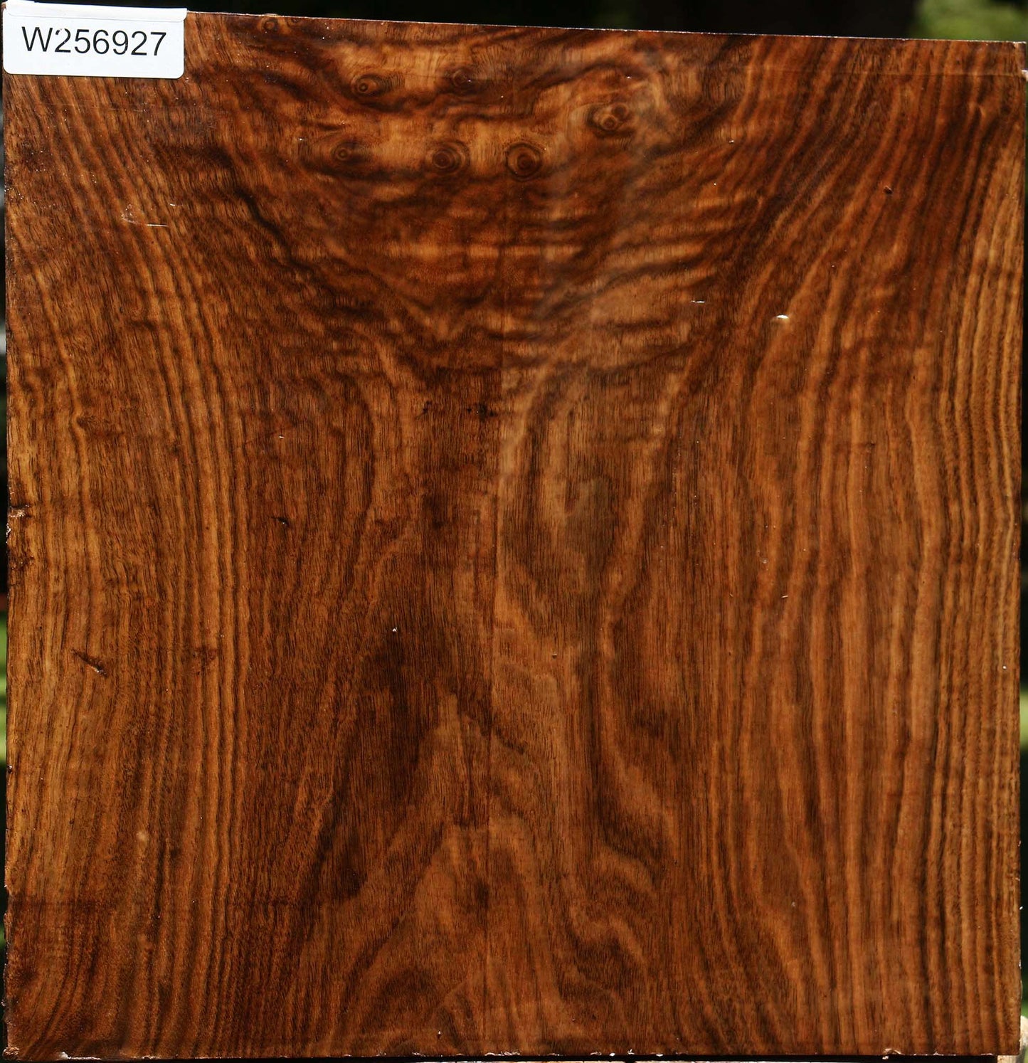 Claro Walnut Bowl Blank