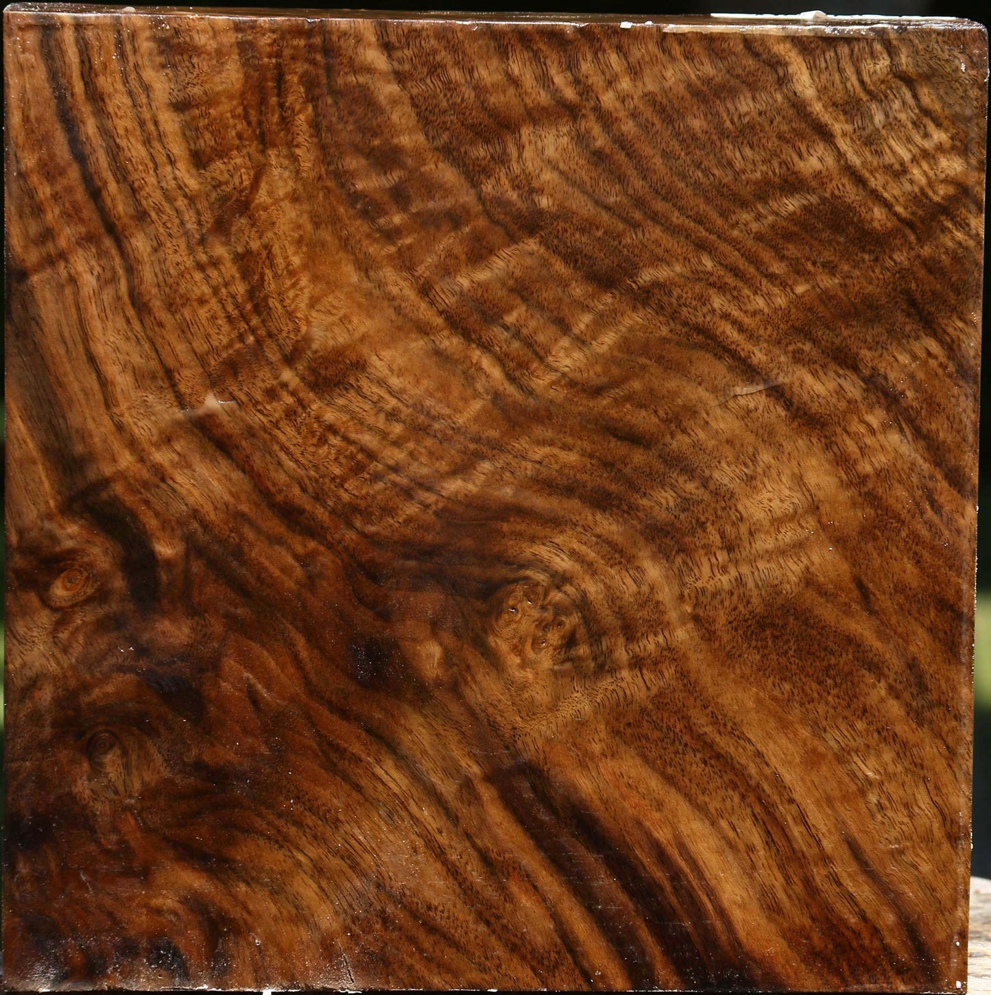 Extra Fancy Claro Walnut Bowl Blank