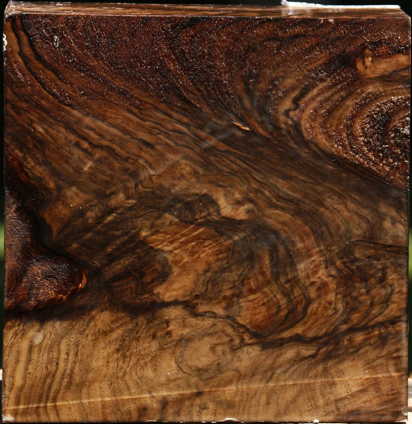 Exhibition Grafted Claro/English Walnut Bowl Blank