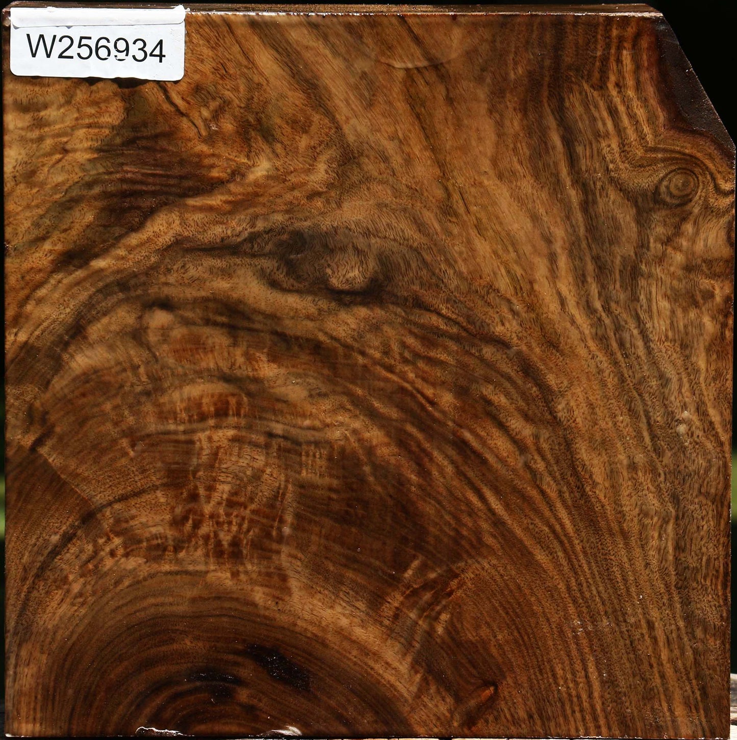 Extra Fancy Grafted Claro/English Walnut Bowl Blank