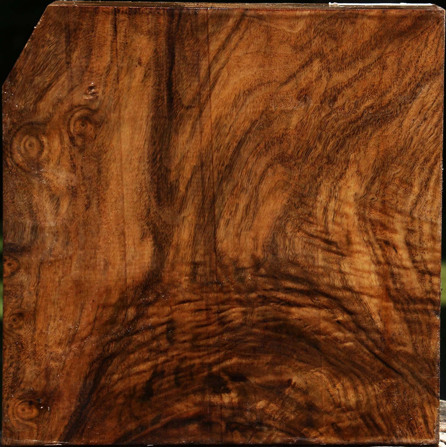 Extra Fancy Grafted Claro/English Walnut Bowl Blank