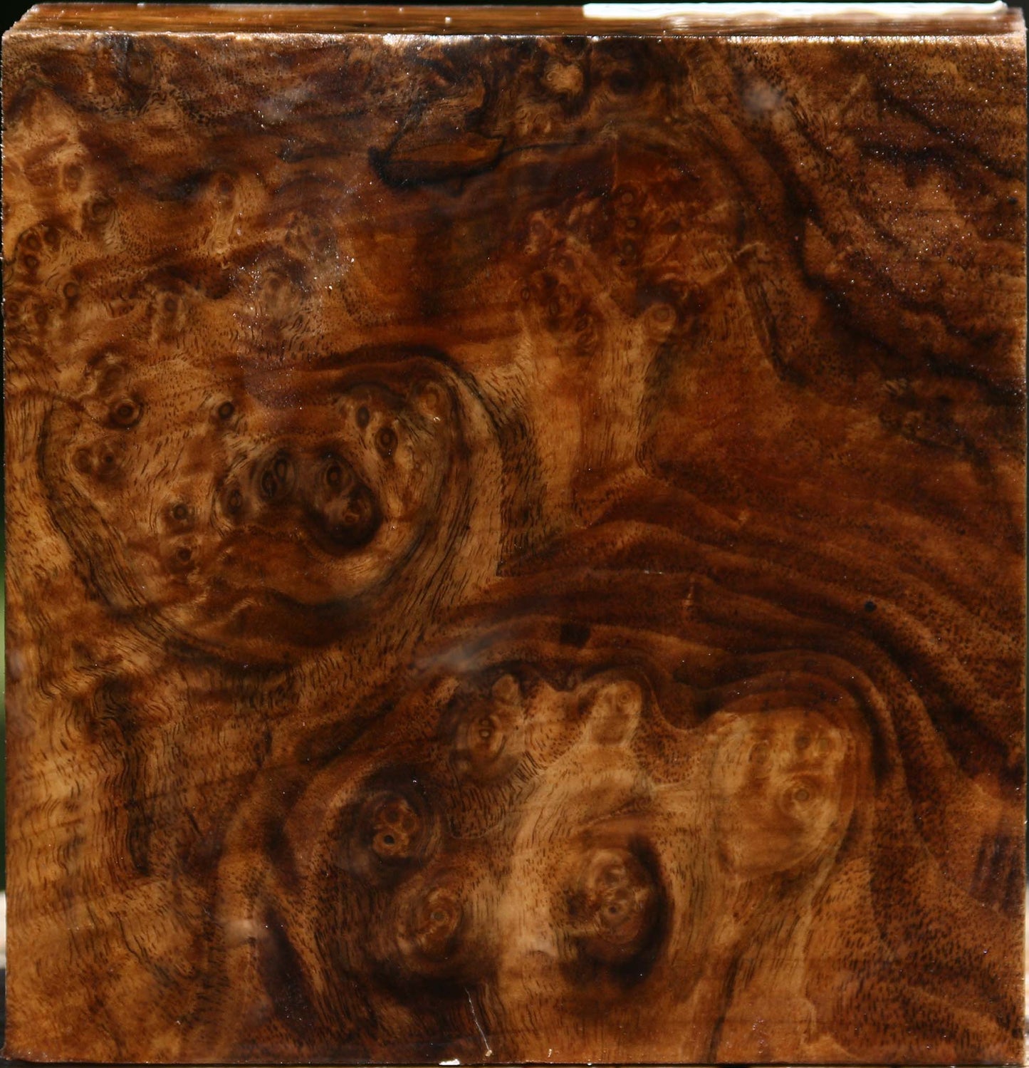 Claro Walnut Burl Bowl Blank