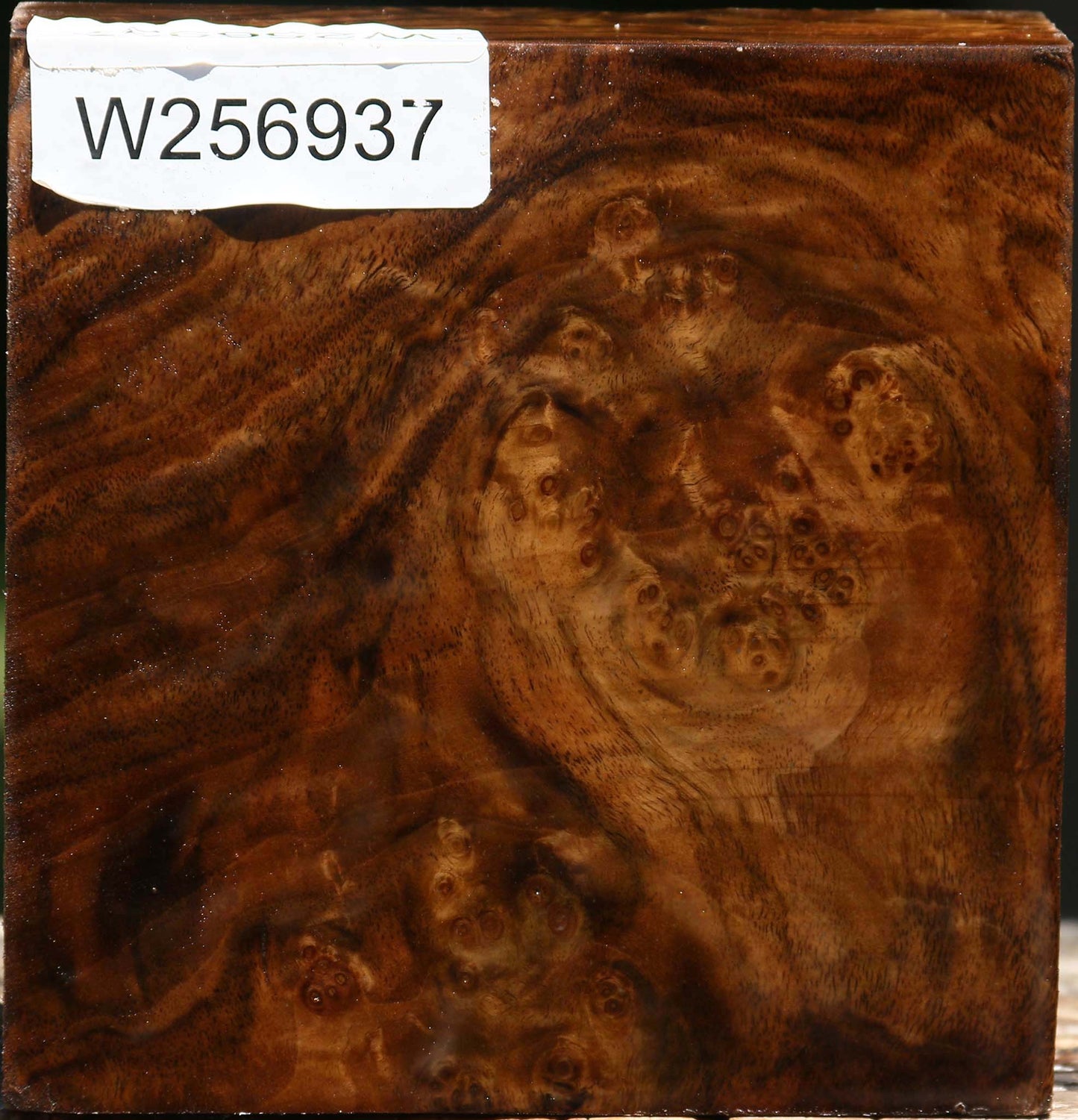 Claro Walnut Burl Bowl Blank