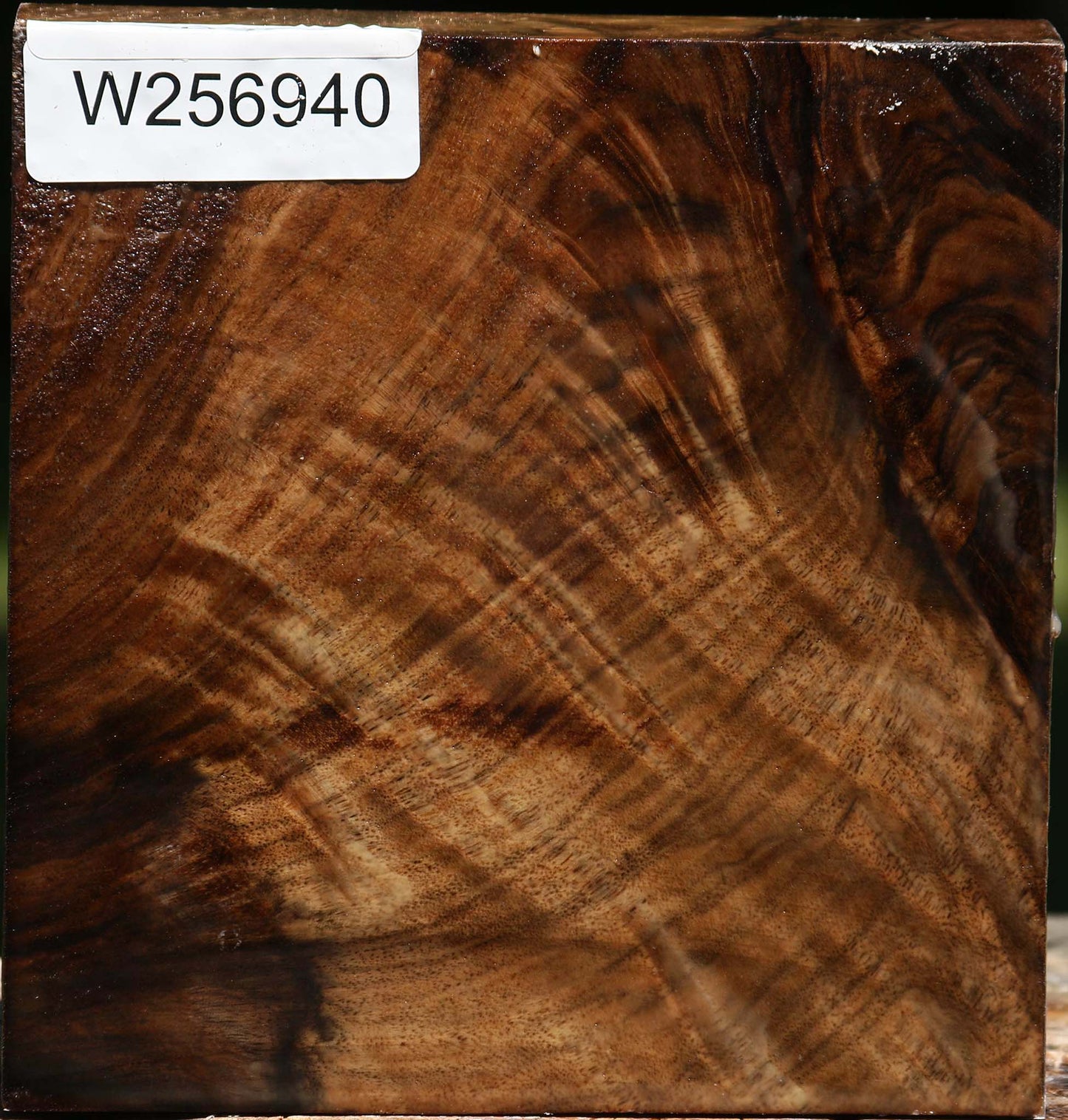 Extra Fancy Grafted Claro/English Walnut Bowl Blank
