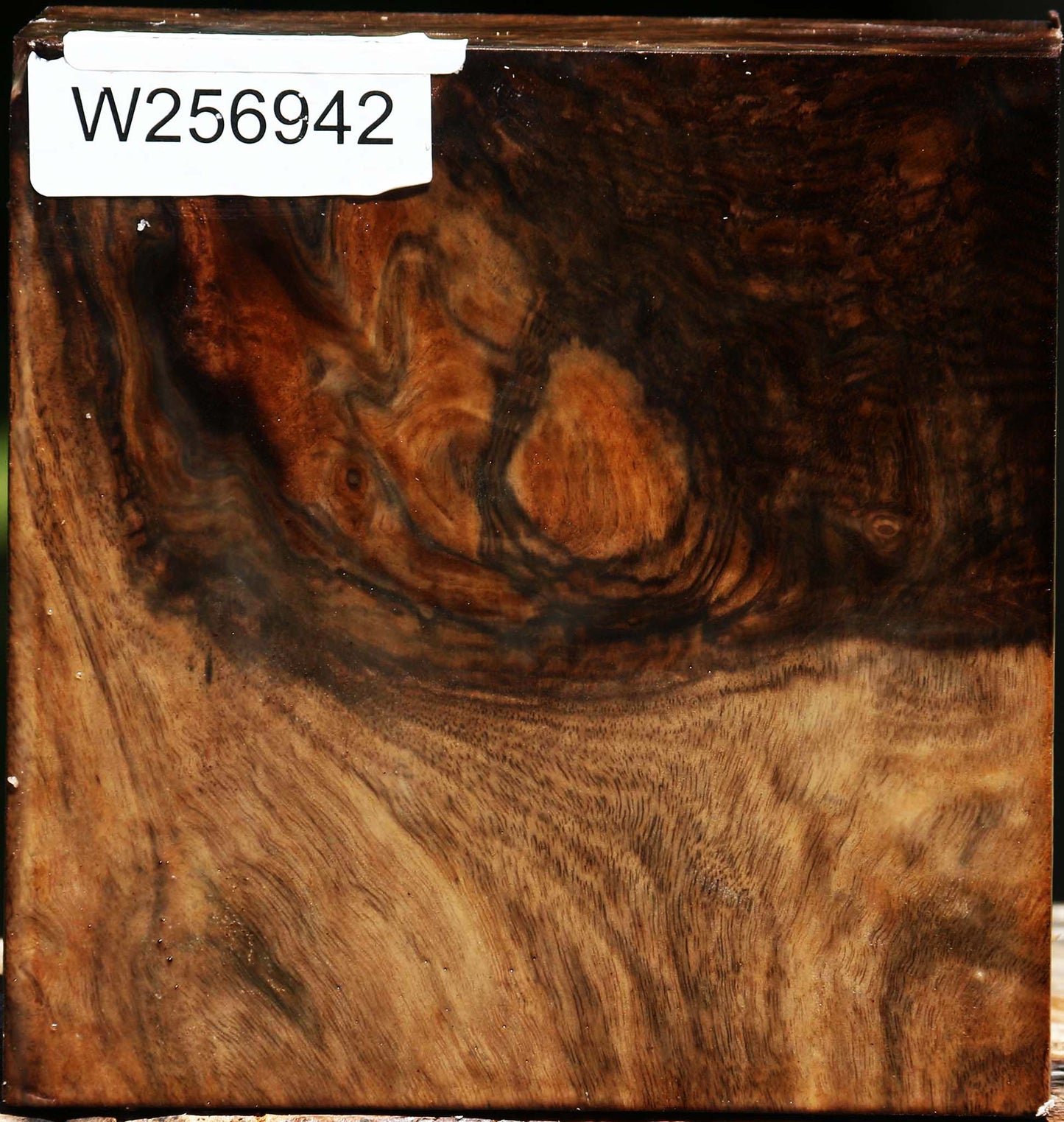 Extra Fancy Grafted Claro/English Walnut Bowl Blank