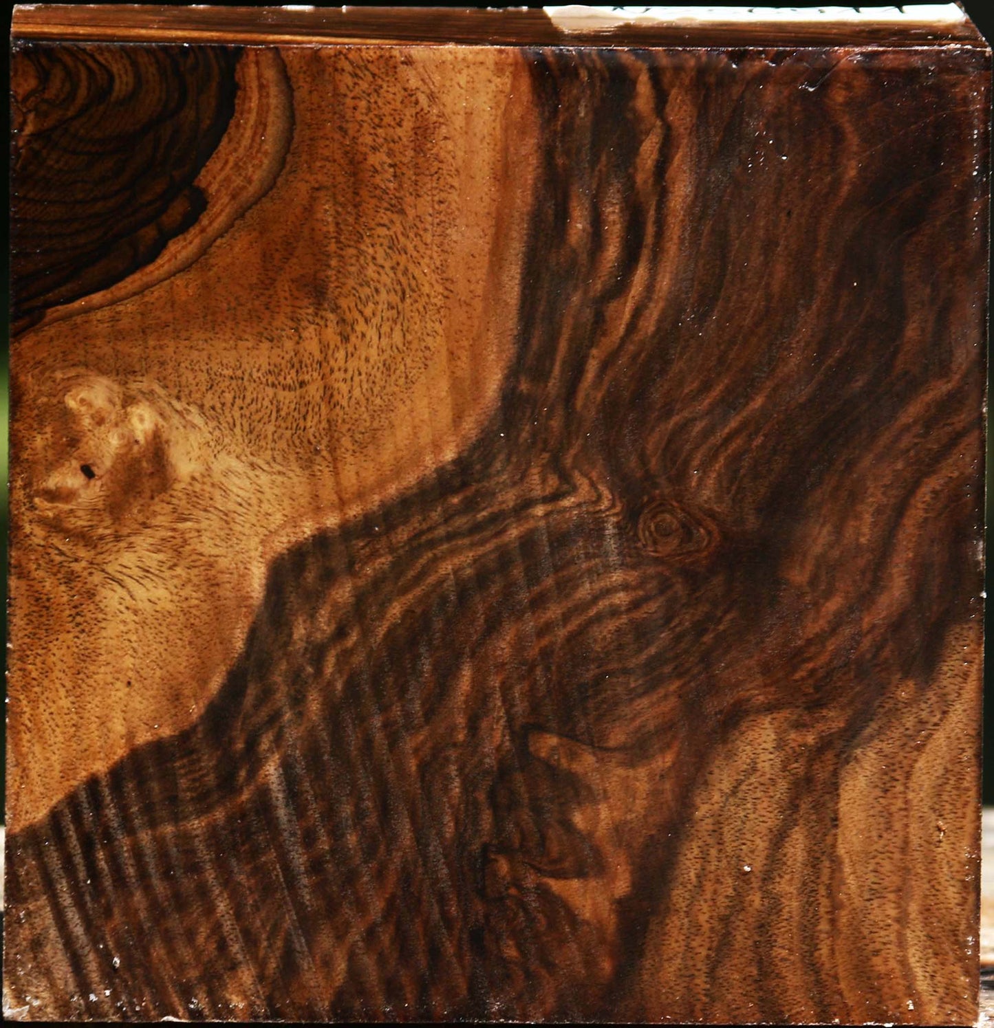 Extra Fancy Claro Walnut Bowl Blank
