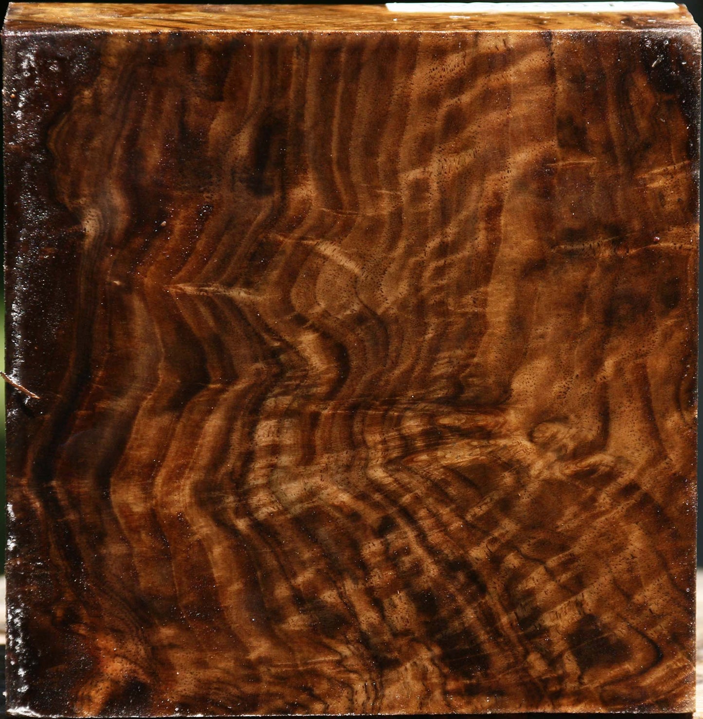 Extra Fancy Claro Walnut Bowl Blank