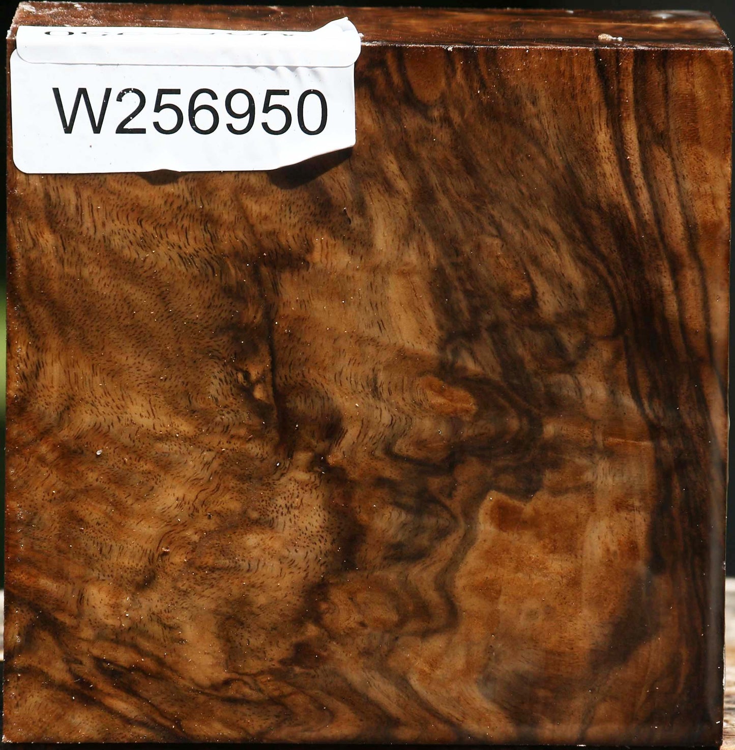 Extra Fancy Claro Walnut Bowl Blank