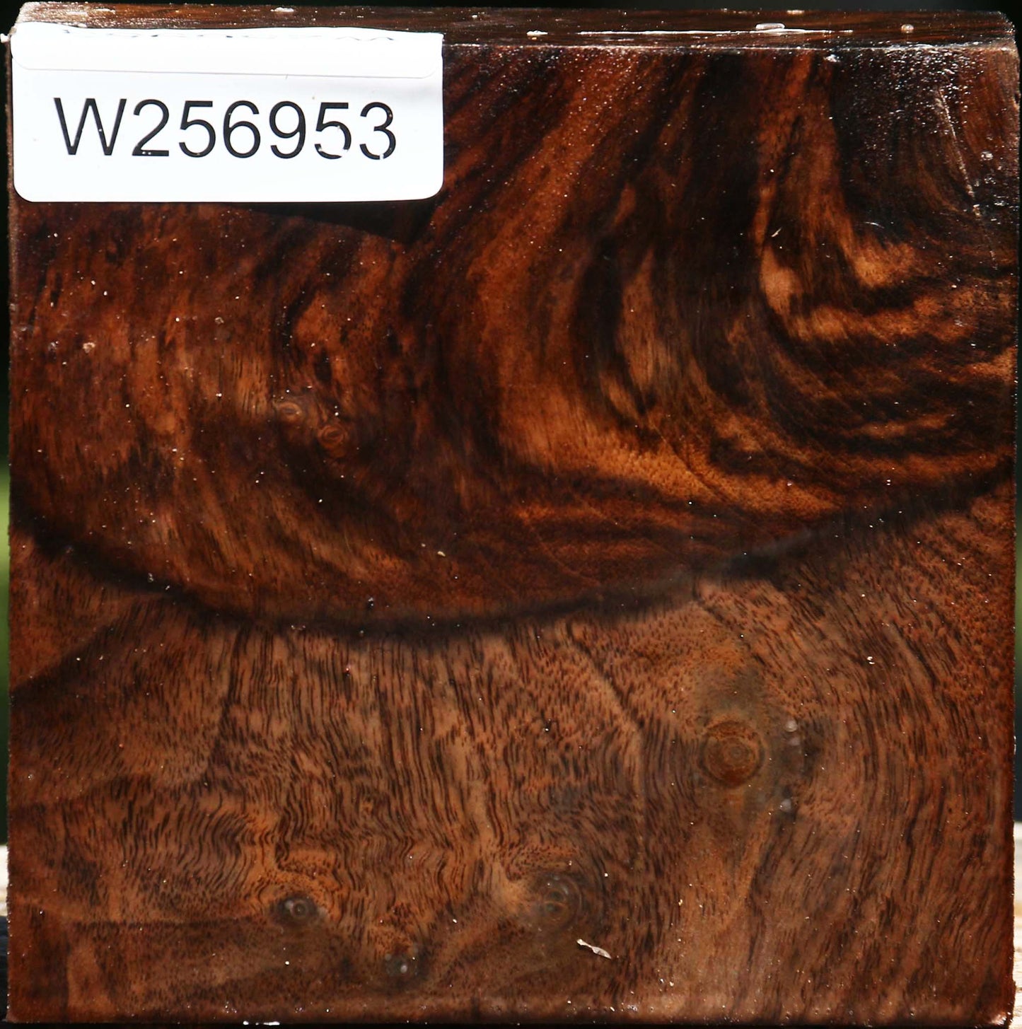 Grafted Claro/English Walnut Bowl Blank