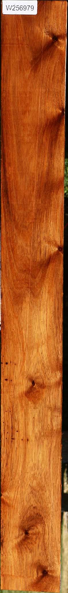 Figured Rustic Tzalam Lumber