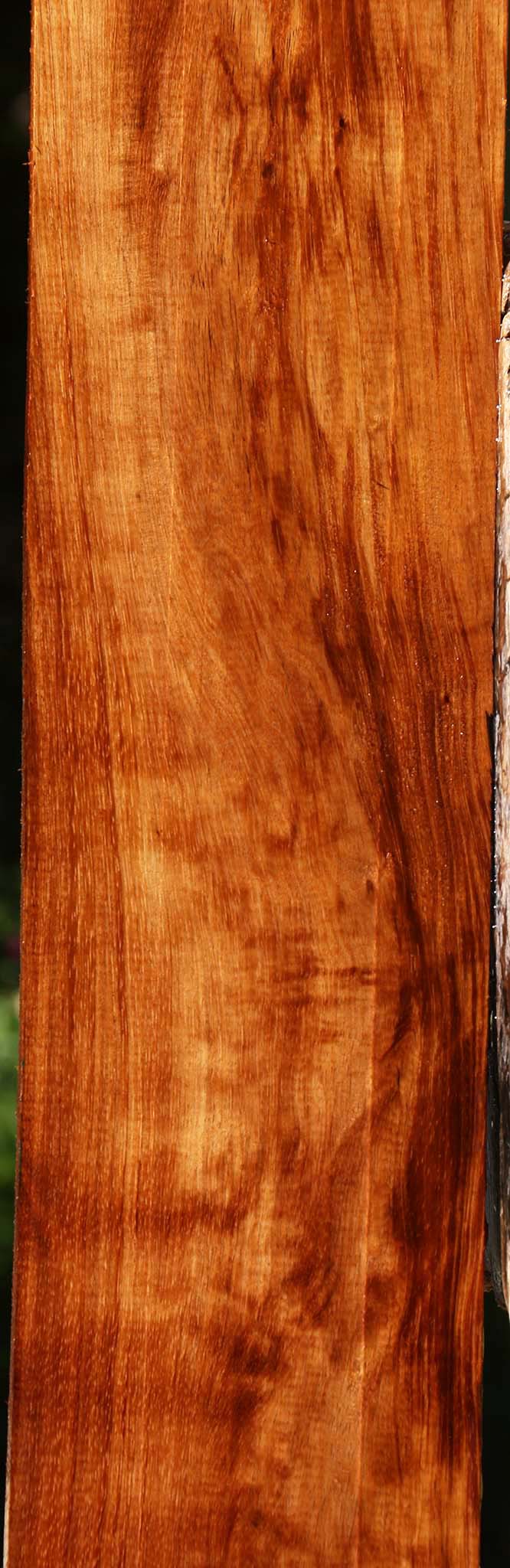 Tzalam Lumber
