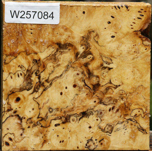 Buckeye Burl Bowl Blank