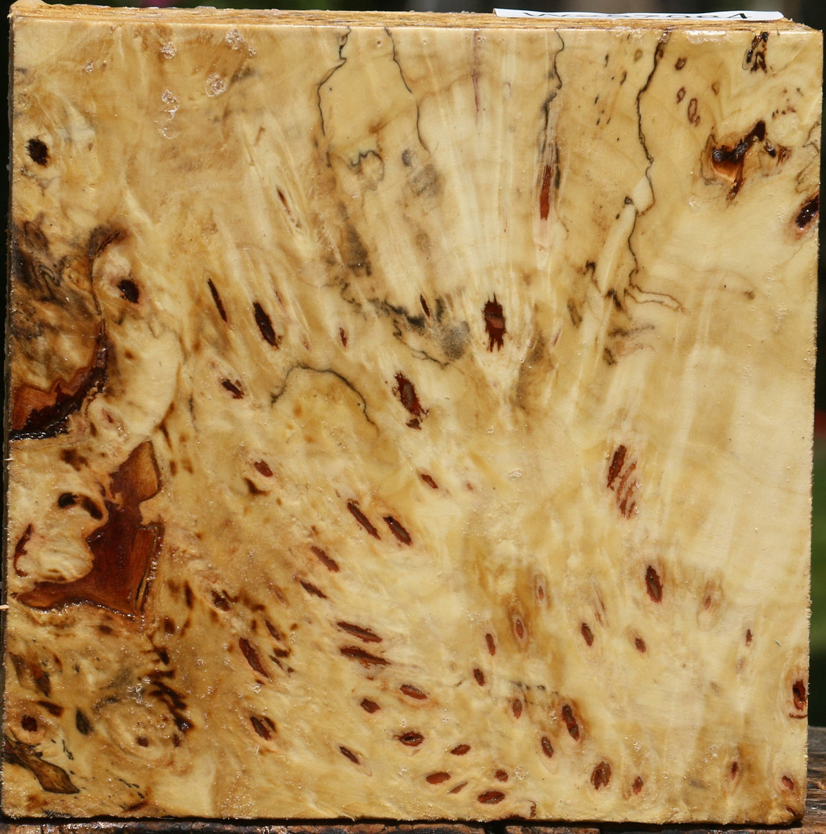 Buckeye Burl Bowl Blank