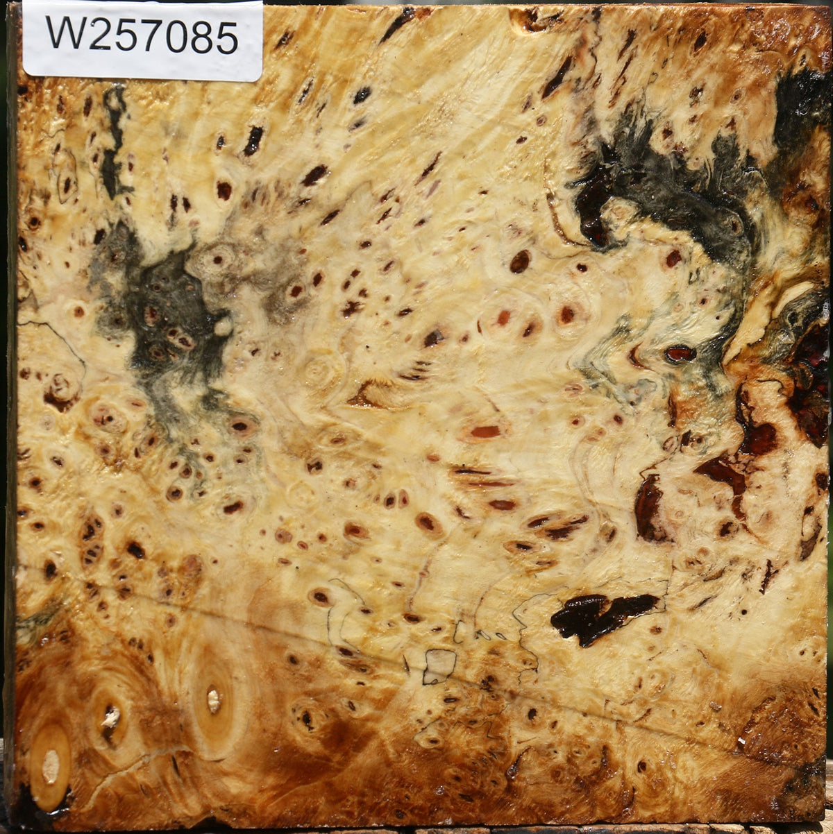 Buckeye Burl Bowl Blank