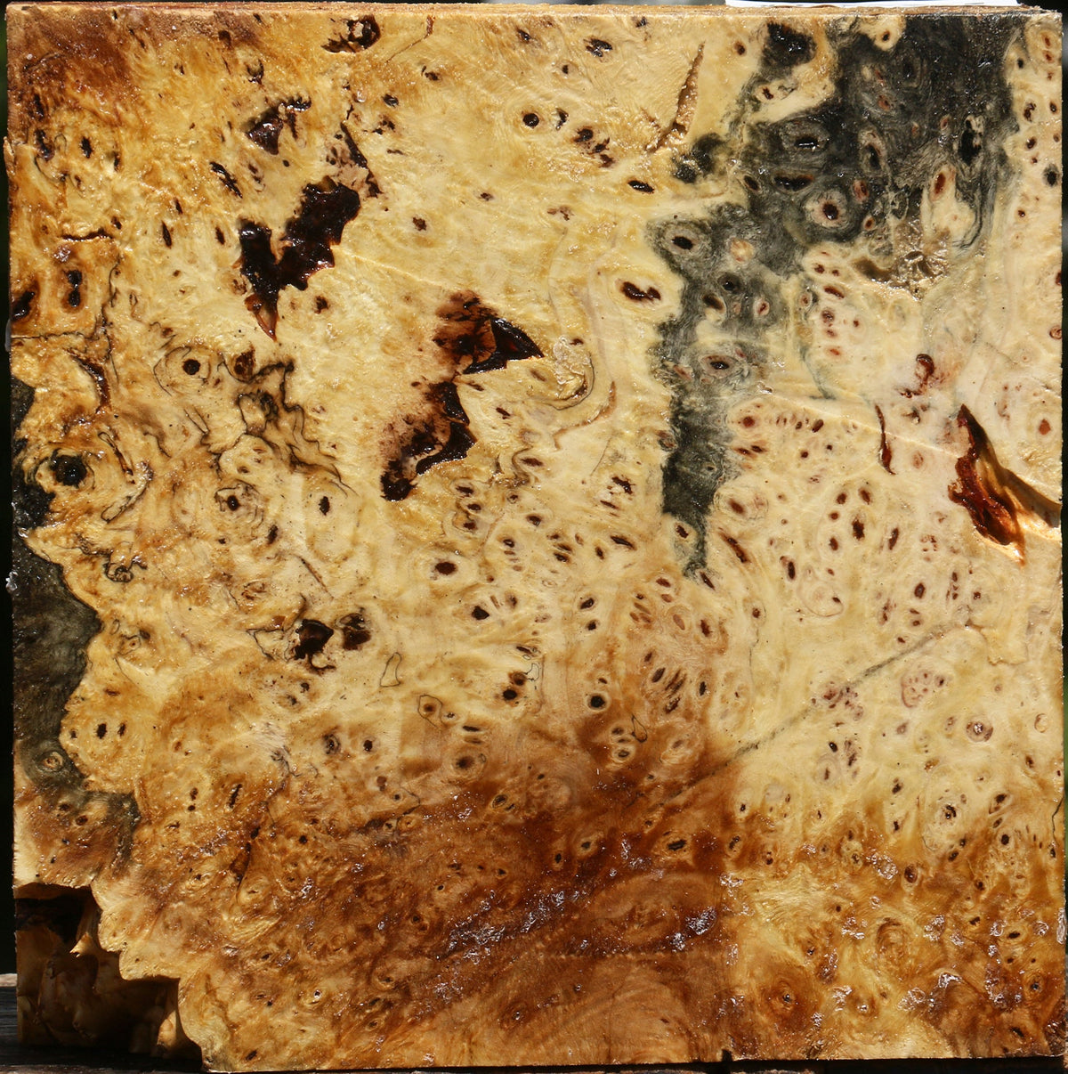 Buckeye Burl Bowl Blank