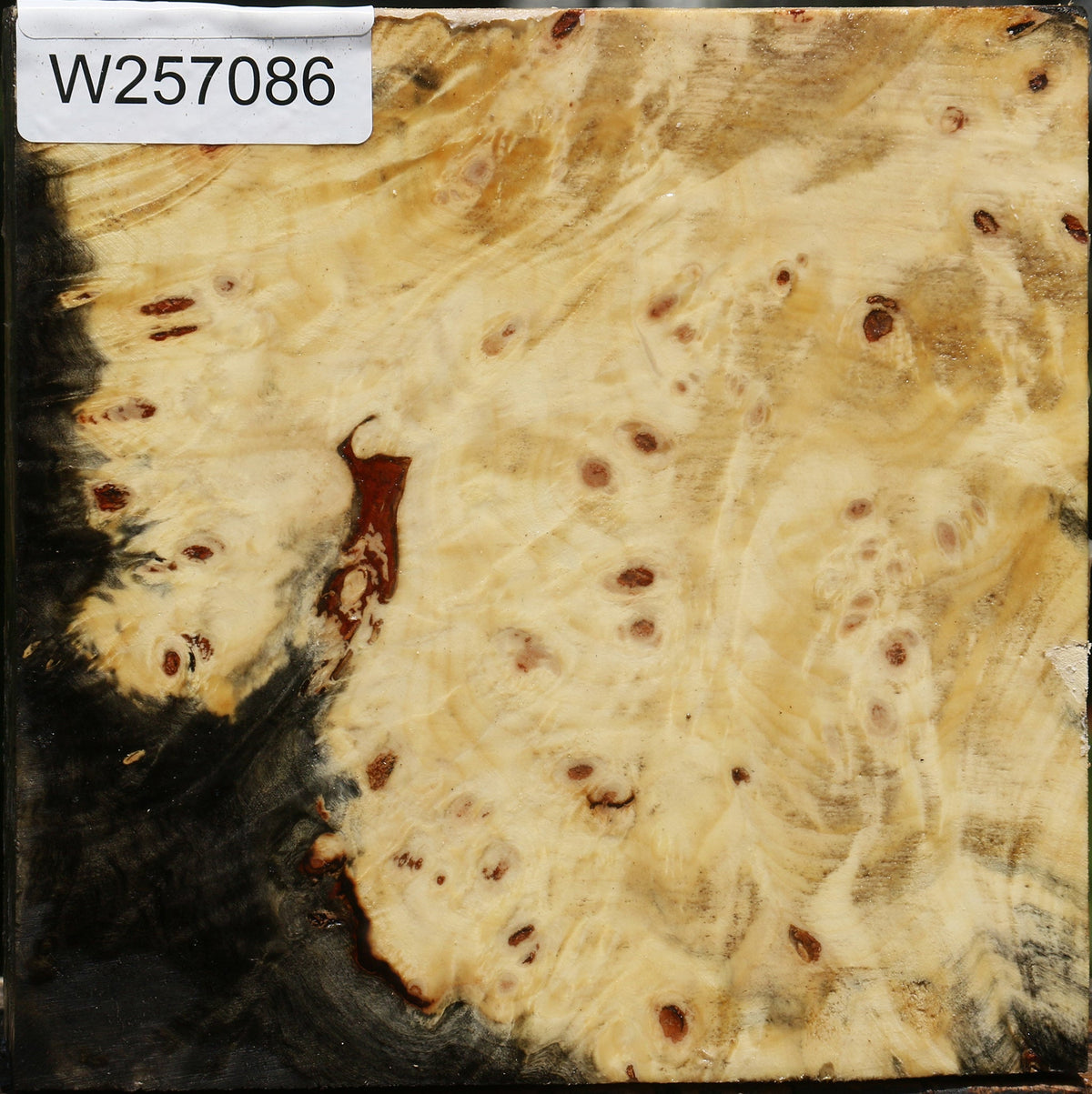 Buckeye Burl Bowl Blank