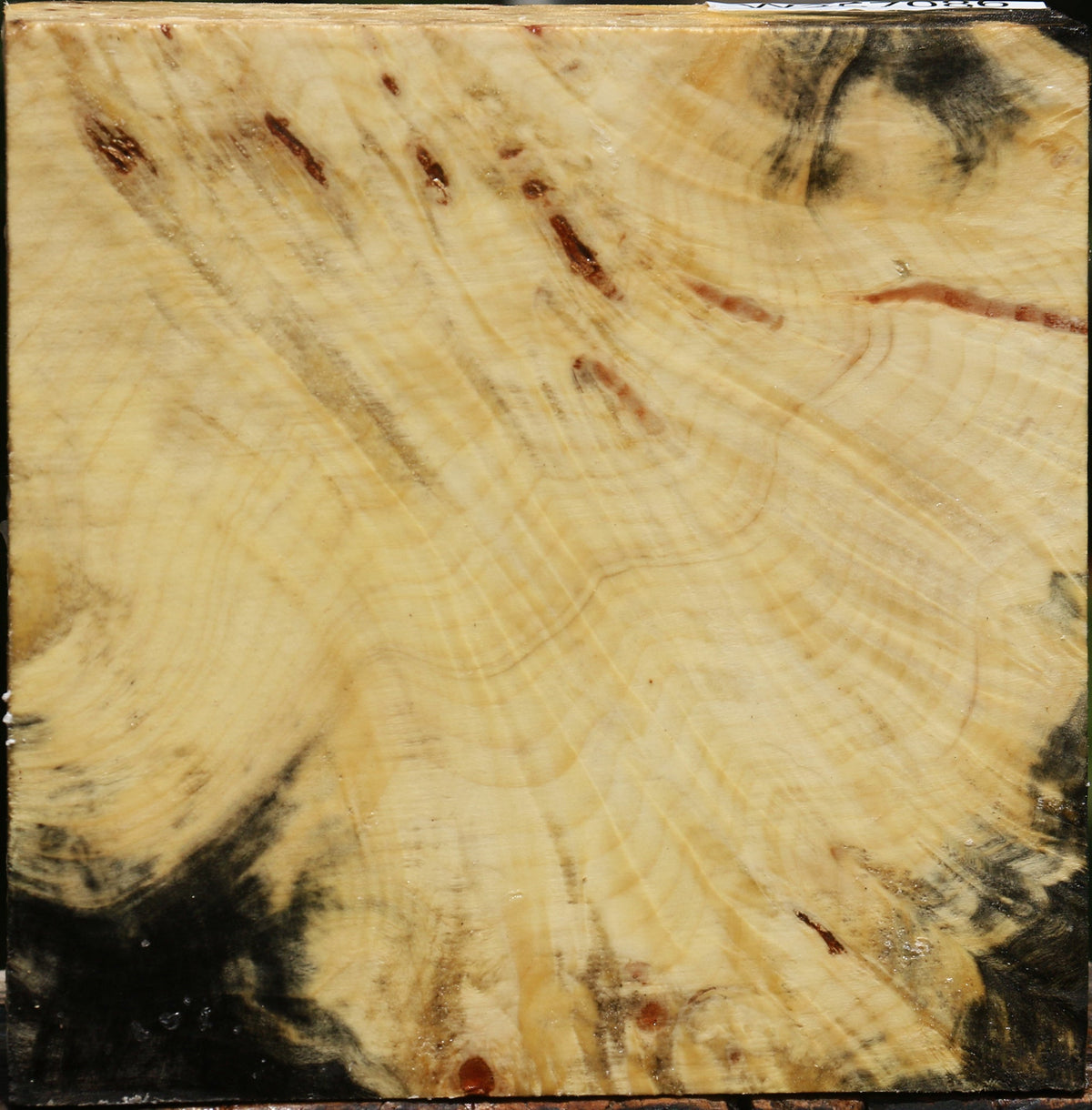 Buckeye Burl Bowl Blank