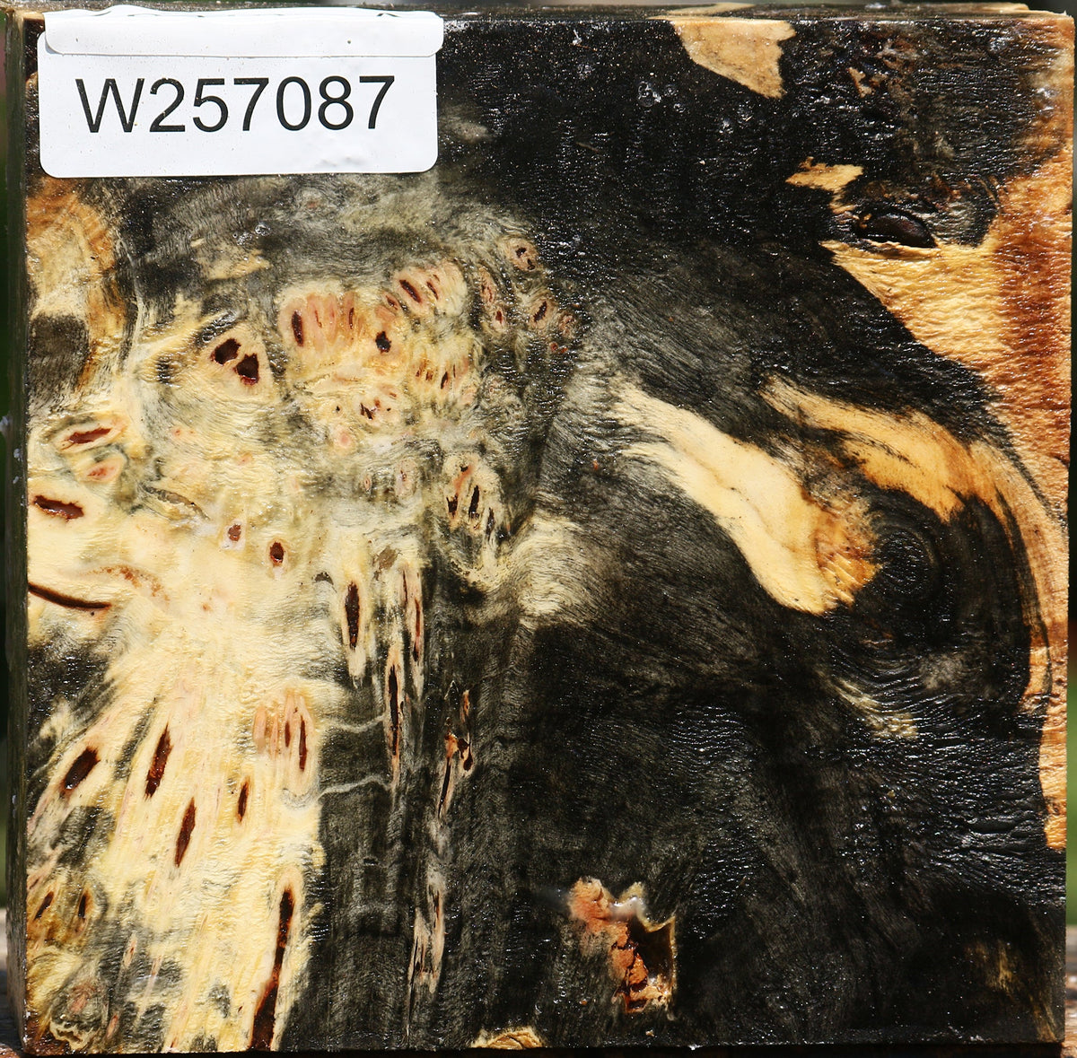 Buckeye Burl Bowl Blank