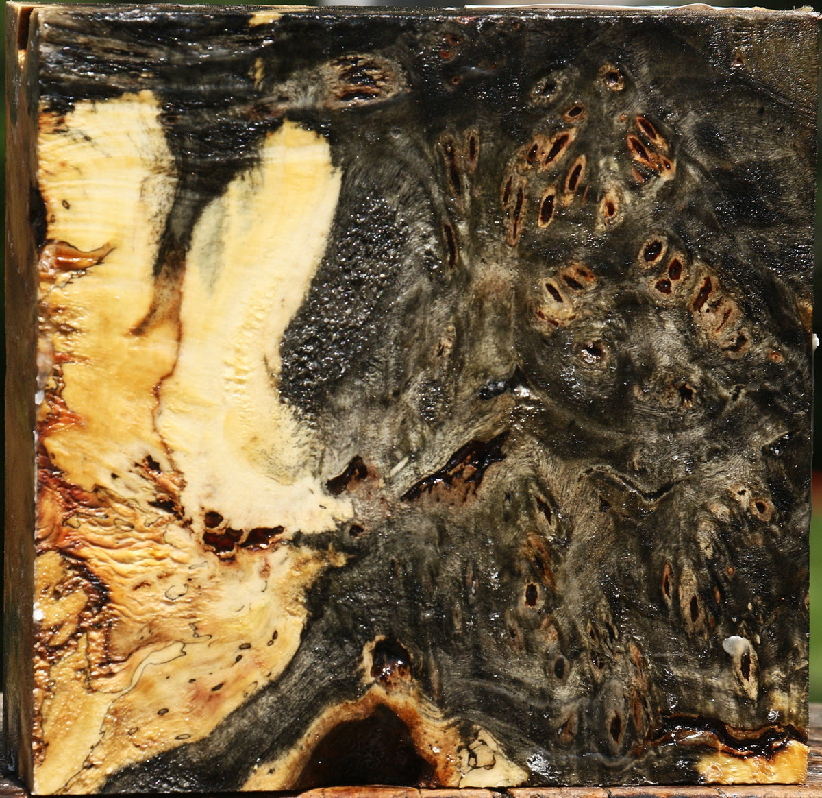 Buckeye Burl Bowl Blank