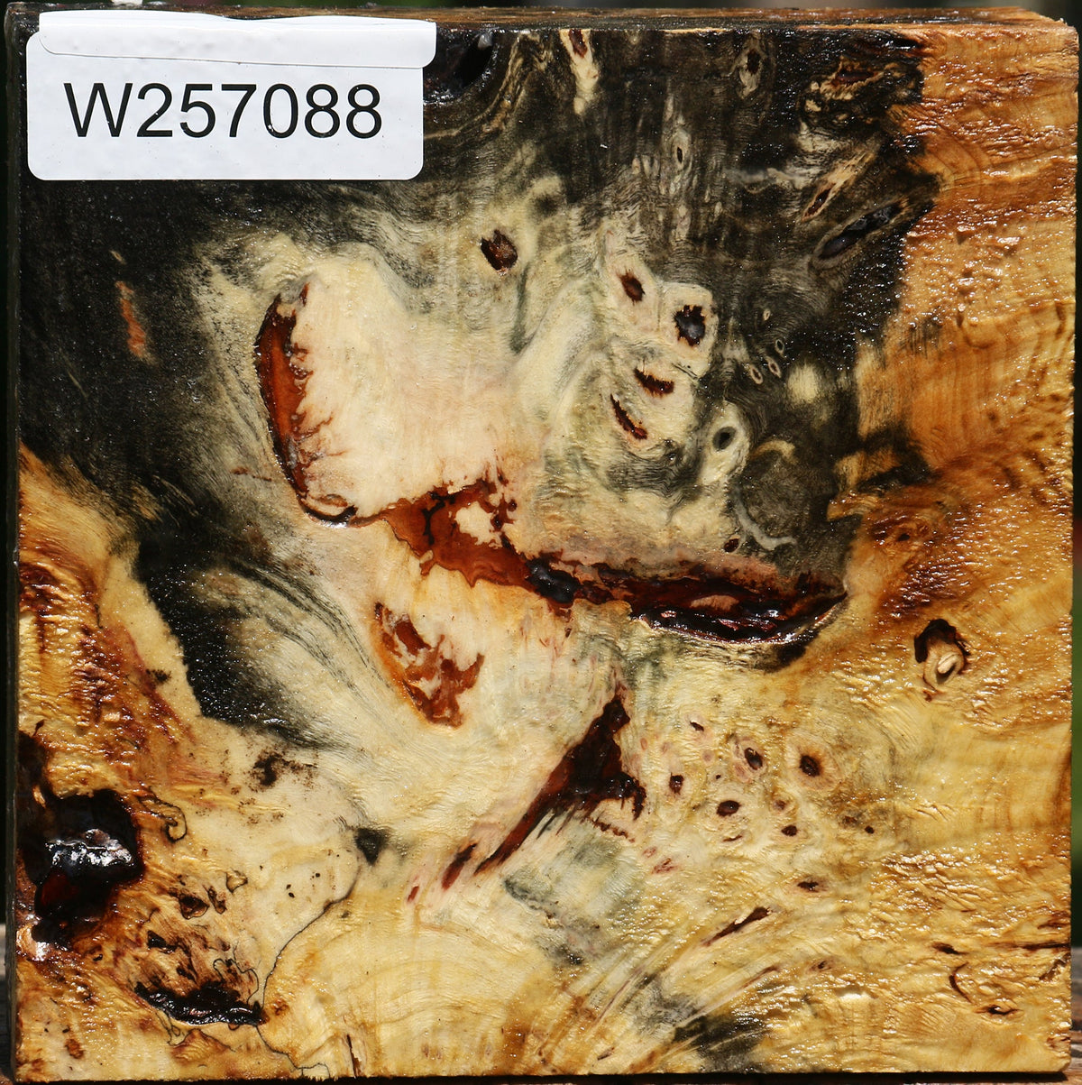 Buckeye Burl Bowl Blank