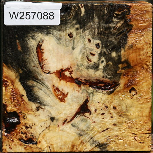 Buckeye Burl Bowl Blank
