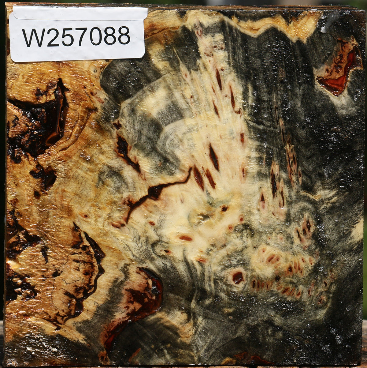 Buckeye Burl Bowl Blank