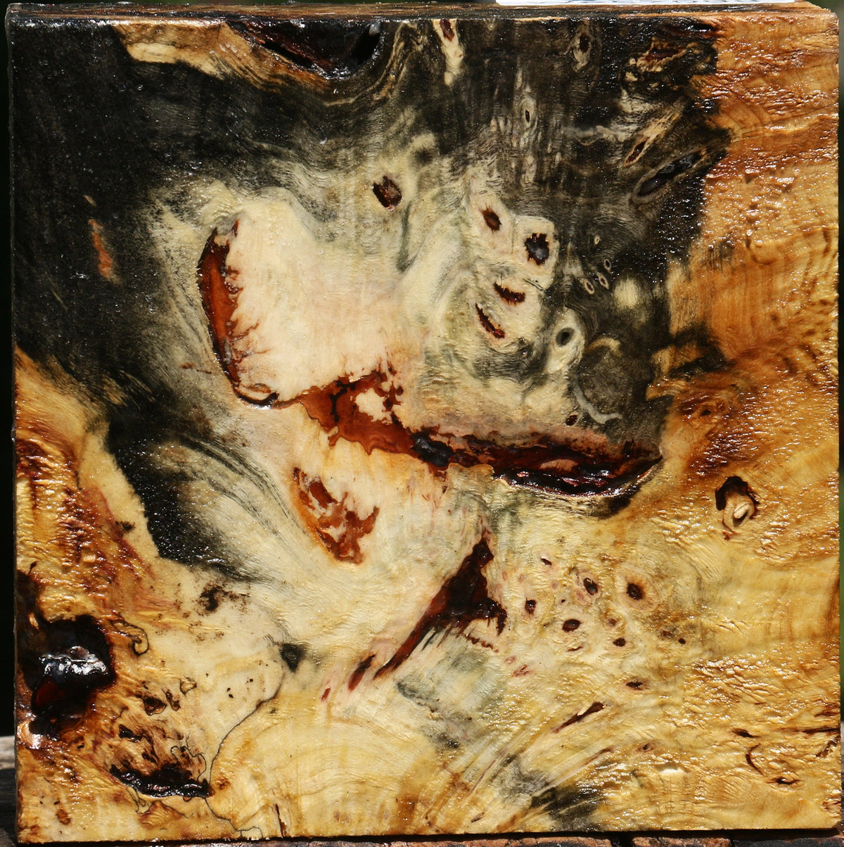 Buckeye Burl Bowl Blank