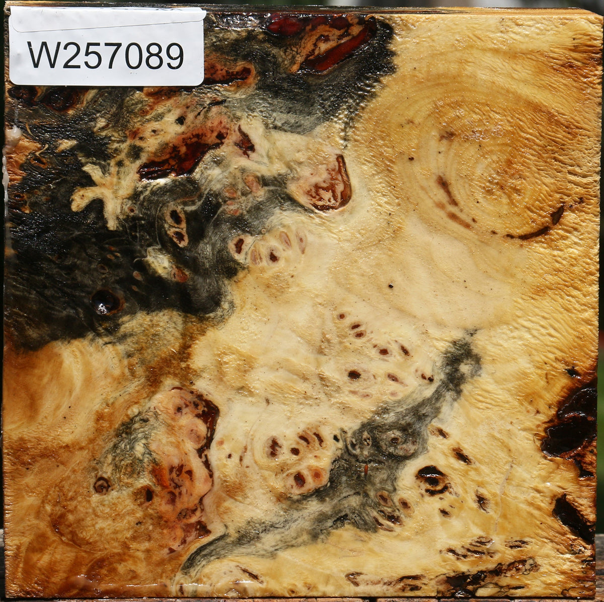 Buckeye Burl Bowl Blank