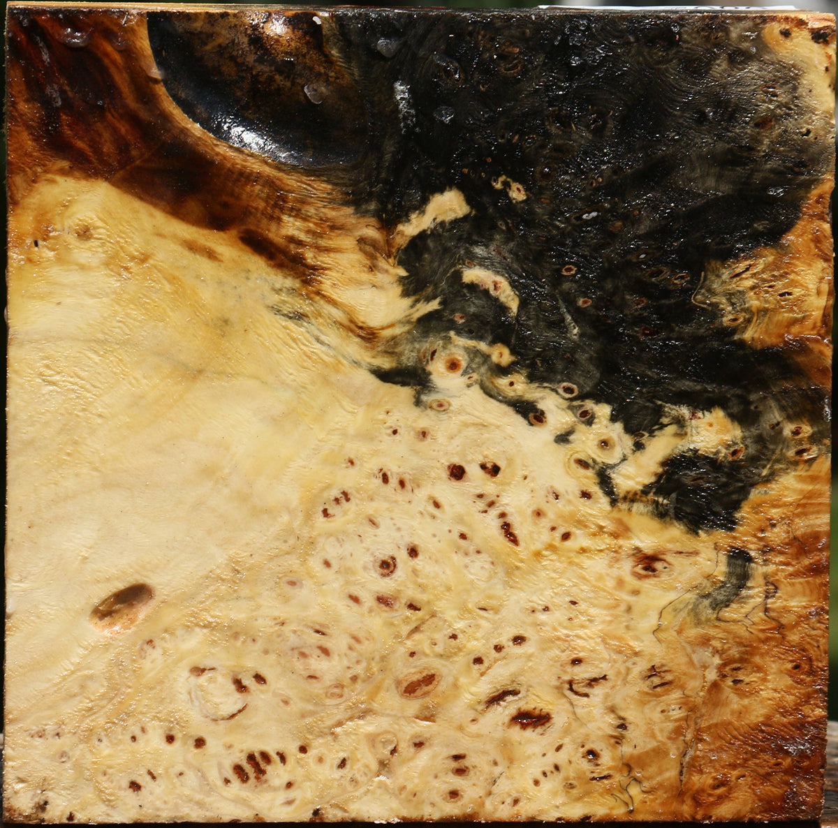 Buckeye Burl Bowl Blank
