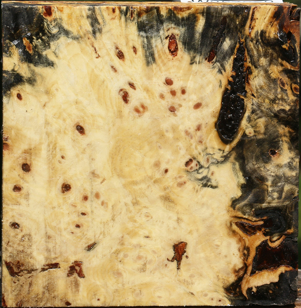Buckeye Burl Bowl Blank
