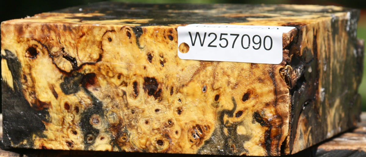 Buckeye Burl Bowl Blank