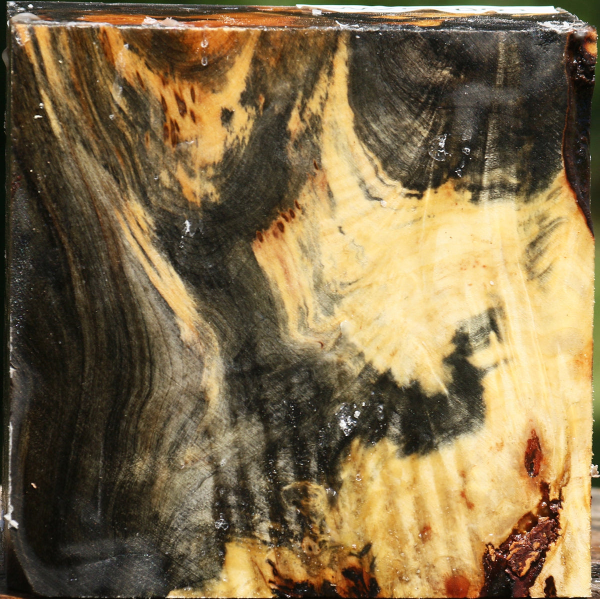 Buckeye Burl Bowl Blank