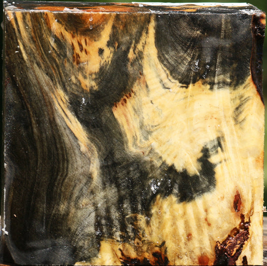 Buckeye Burl Bowl Blank