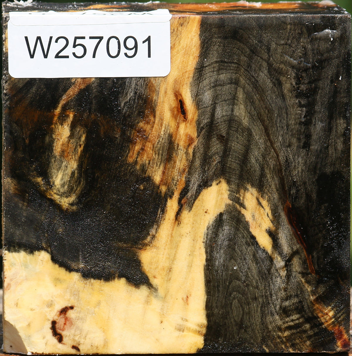 Buckeye Burl Bowl Blank