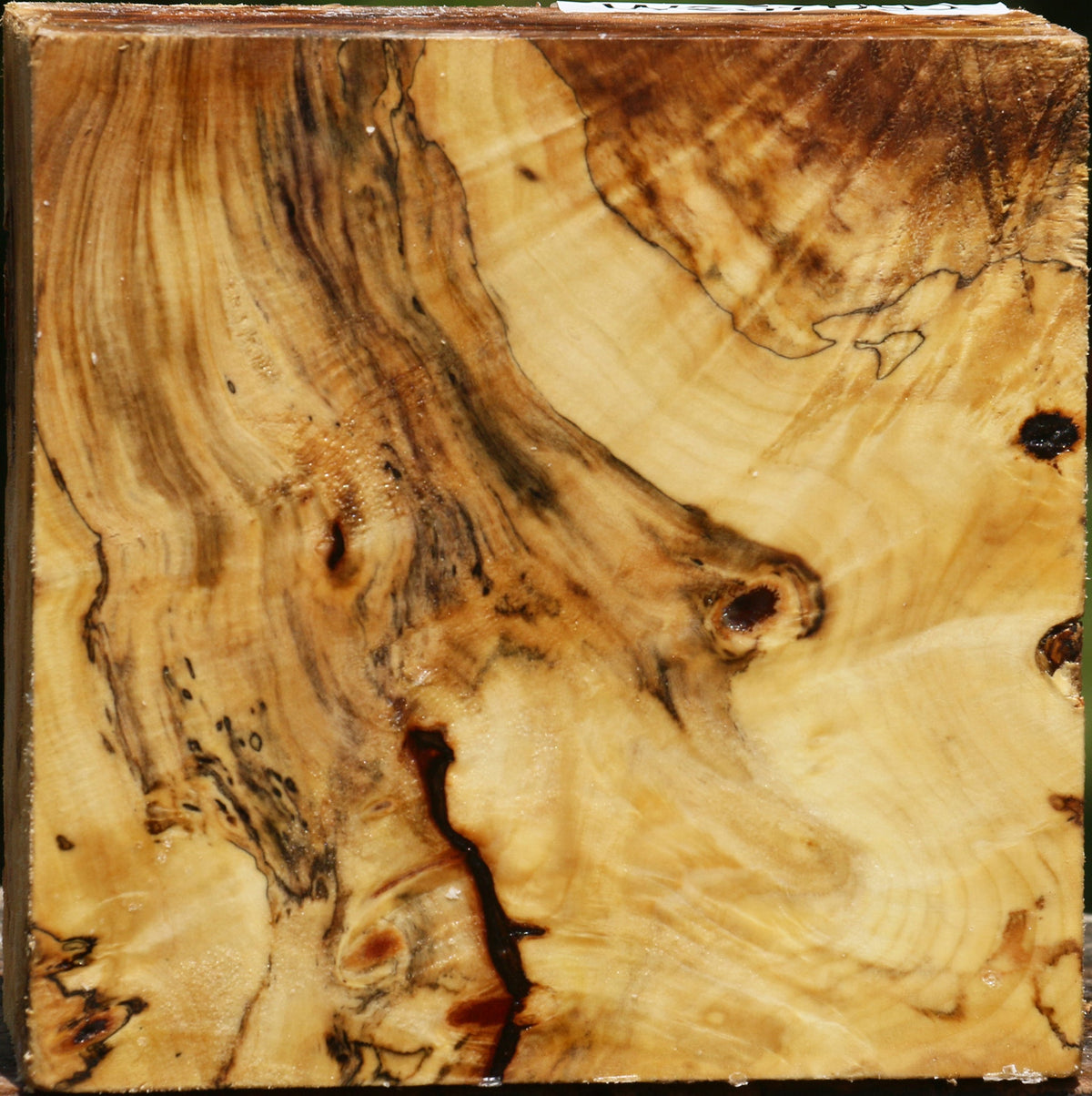 Buckeye Burl Bowl Blank