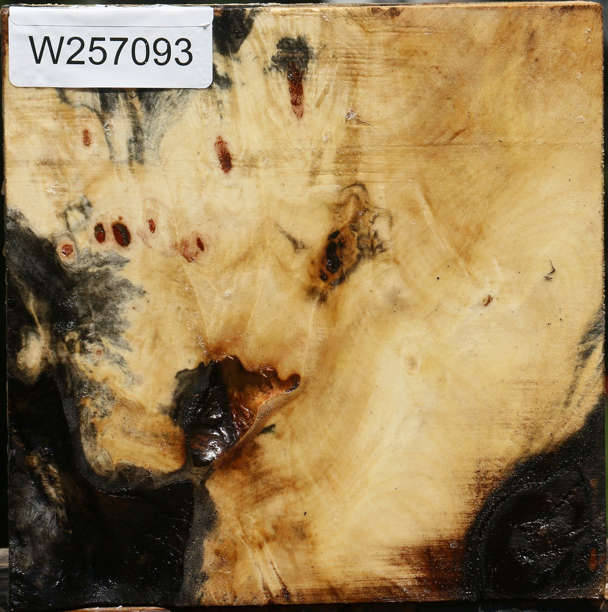 Buckeye Burl Bowl Blank