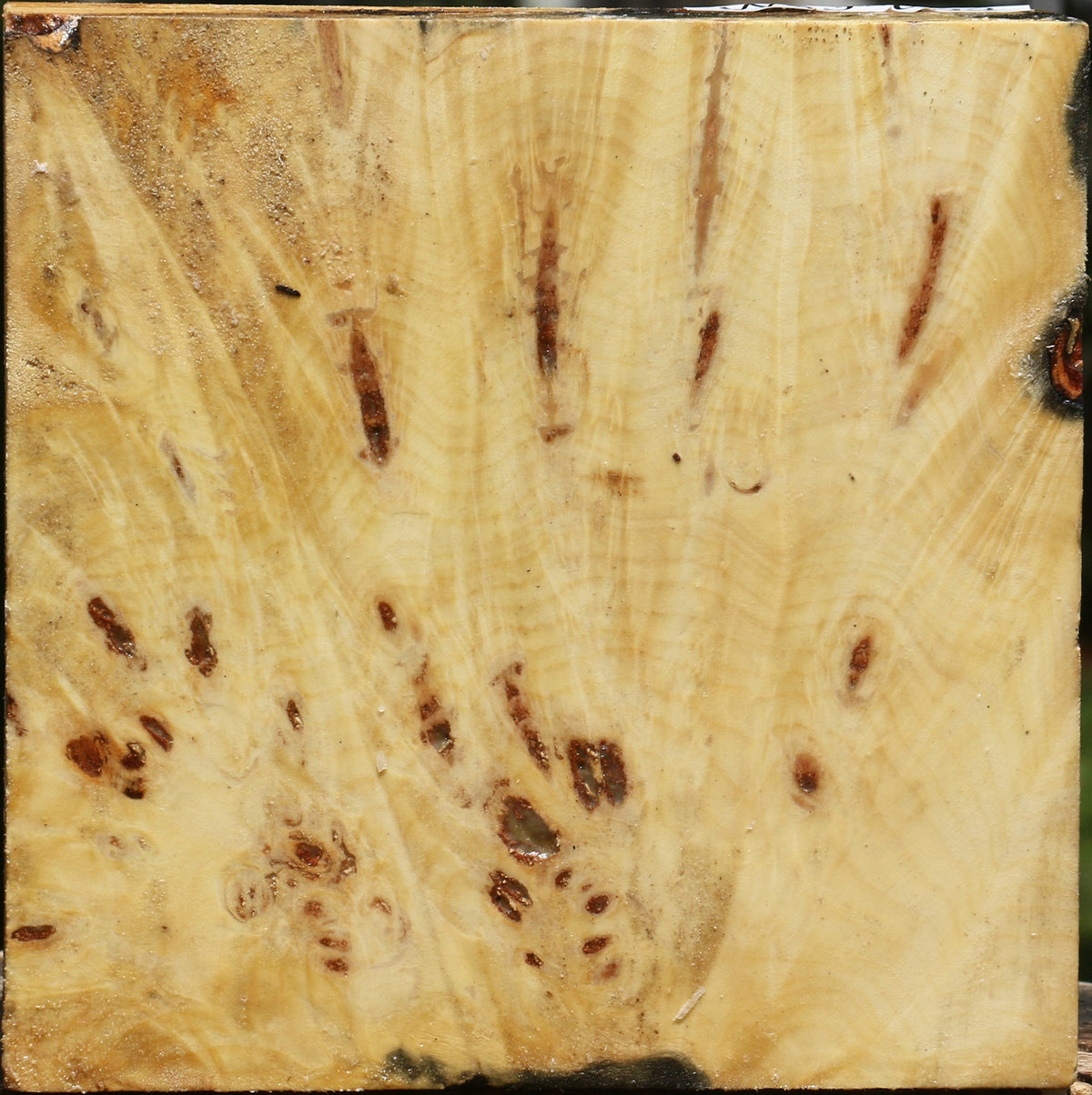 Buckeye Burl Bowl Blank