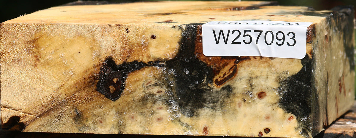 Buckeye Burl Bowl Blank