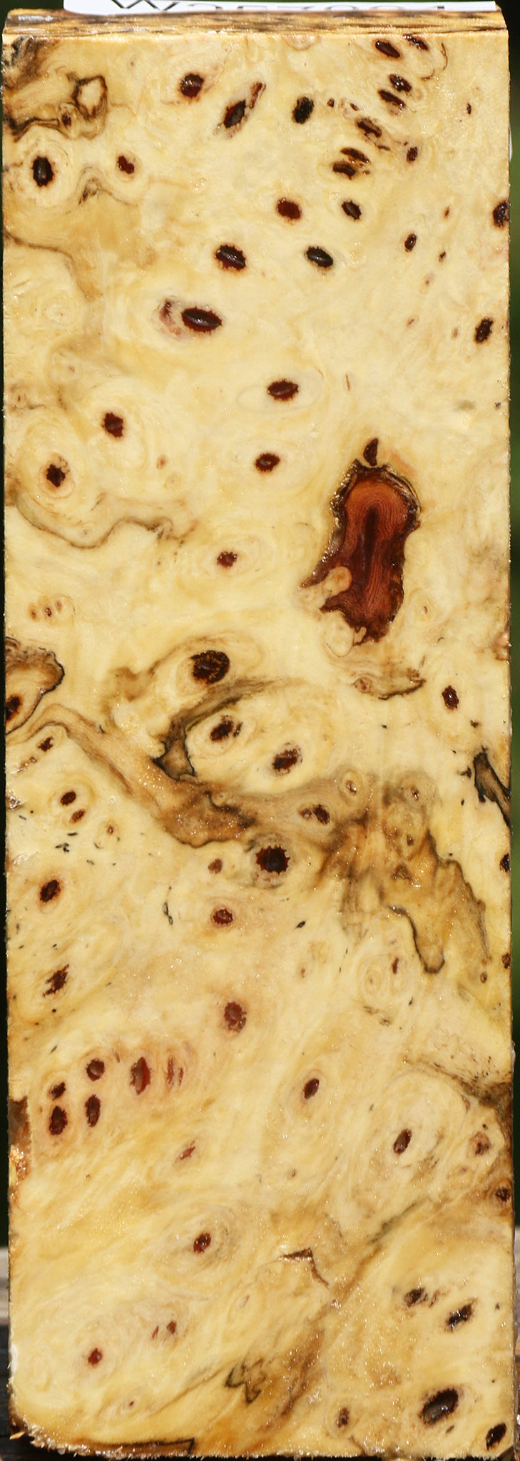 Buckeye Burl Turning Square