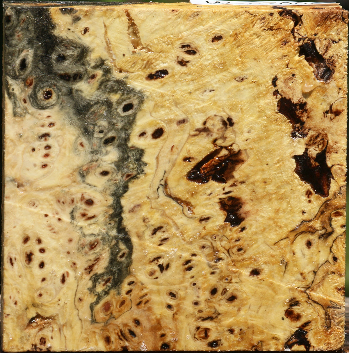 Buckeye Burl Bowl Blank