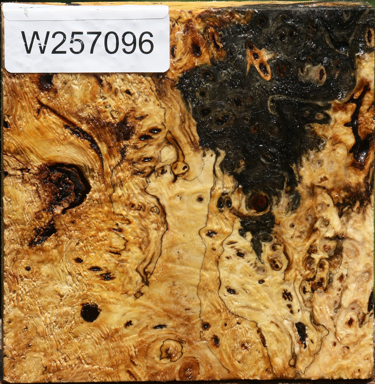 Buckeye Burl Bowl Blank