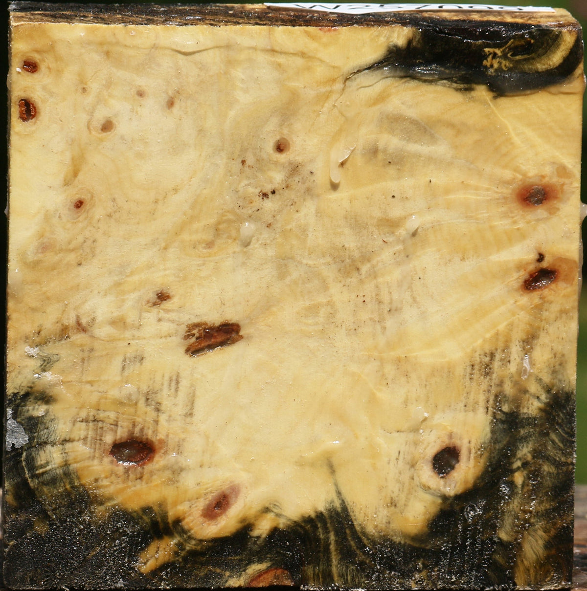 Buckeye Burl Bowl Blank