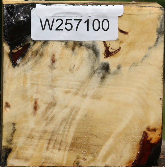 Buckeye Burl Bowl Blank