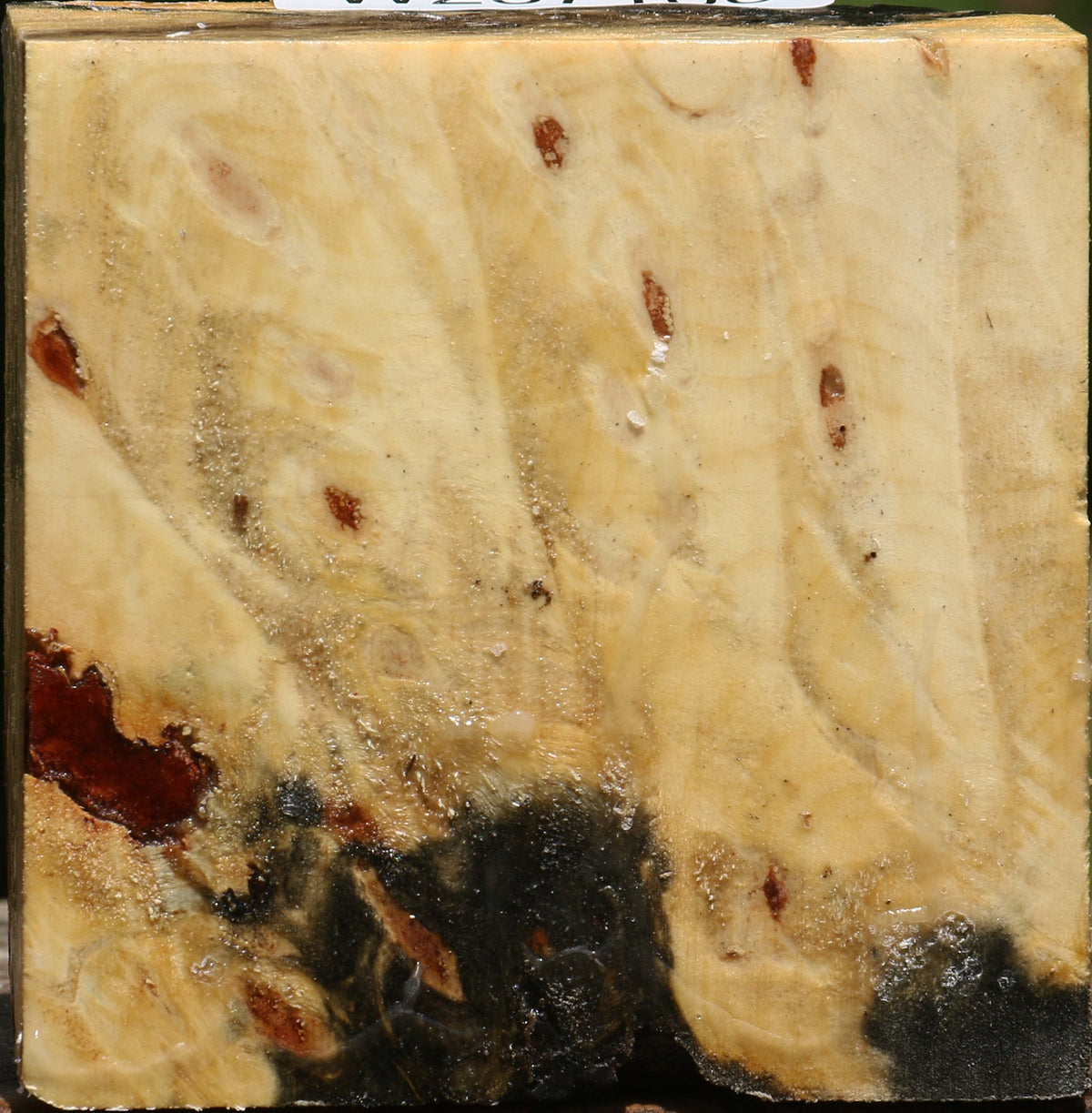 Buckeye Burl Bowl Blank