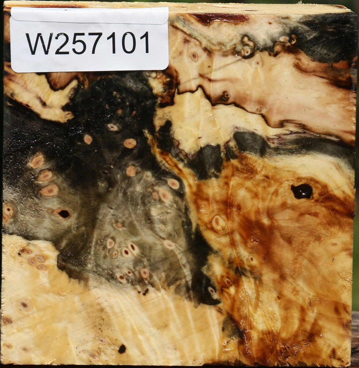 Buckeye Burl Bowl Blank