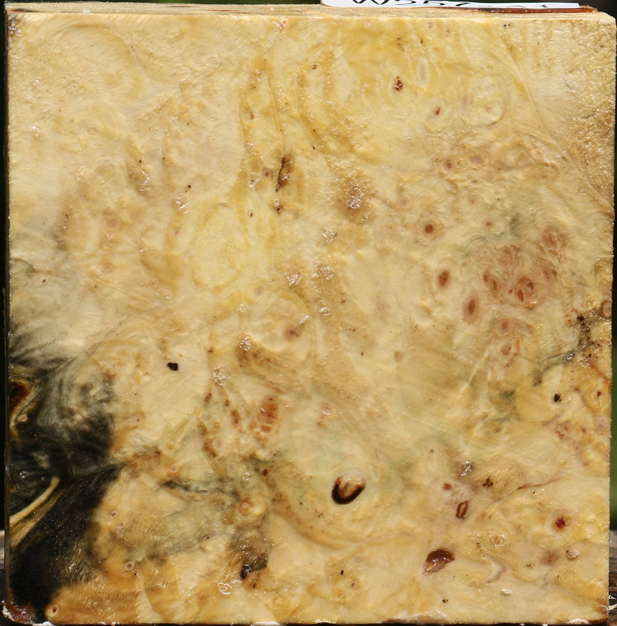 Buckeye Burl Bowl Blank