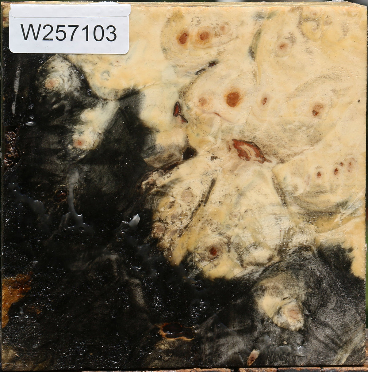 Buckeye Burl Bowl Blank