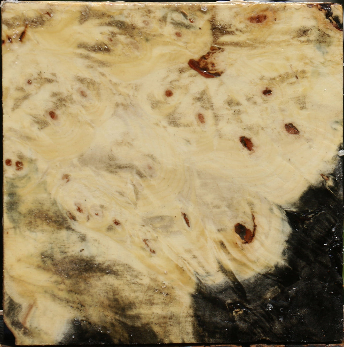Buckeye Burl Bowl Blank